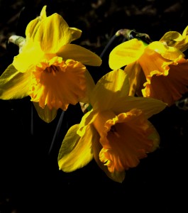 daffodils