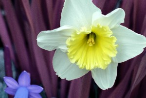 bigdaffodilpurple.jpg