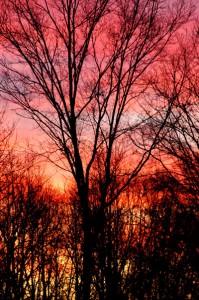 colorfulsunsetandtreessfw