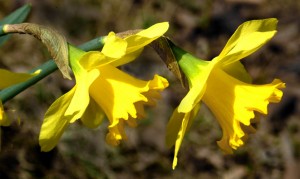 daffodils2sfw