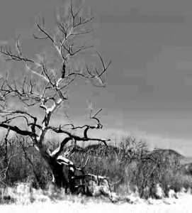Weekly Photo Challenge, part 2: Eerie