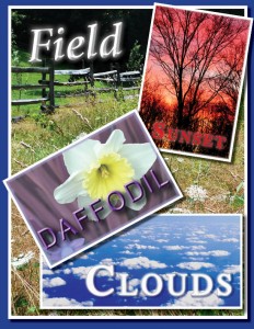 flower, field and sunset