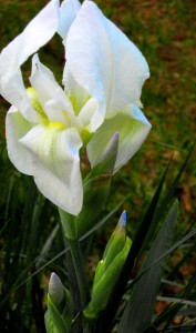 iris