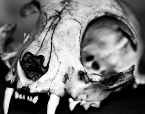 skullsfw