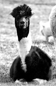 Alpaca