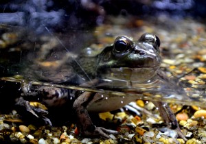 Toad