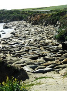 Elephant Seals