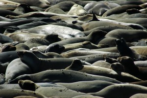 Elephant Seal Beach