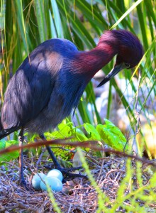 Bird with Eggs