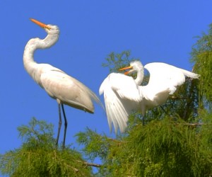 Birds