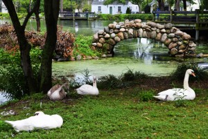 Swans