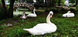 Swans by Bridge