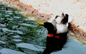Duck