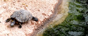 Tortoise