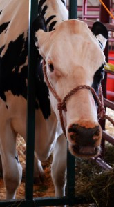 Cow