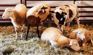 Livestock