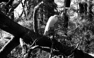 Bird, Egret