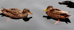 Two Ducks
