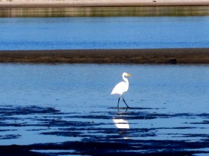 egret