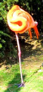 Flamingo
