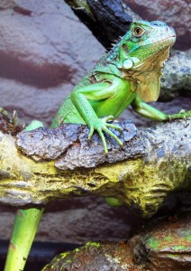 Lizard