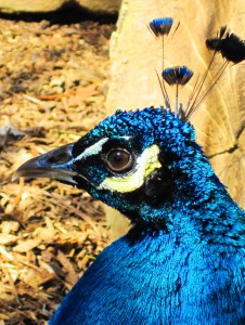 Peacock