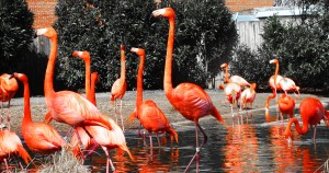 Flamingoes