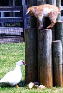 Baby Goats