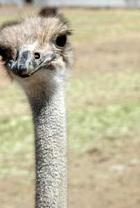 Ostrich Looks