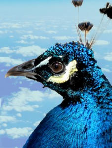 peacock