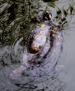 Swimming Turtle