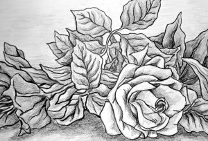 Roses Drawing